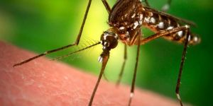 Dang Humması Salgını 16 can aldı