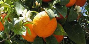 Narenciye 3 gün süre verdi