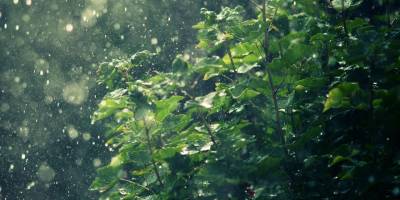 Kantara yağmura doydu