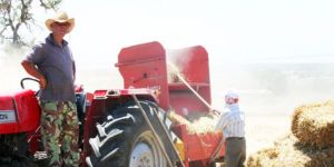 Restorancılıktan, hayvancılığa