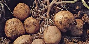  Patatesler imha edilecek