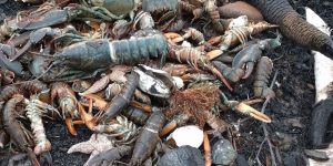 Binlerce deniz canlısı karaya vurdu.