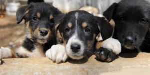 Lefkoşa Hayvan Barınağı, “Yaşam mücadelesi” veriyor...