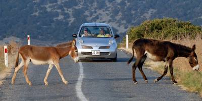Karpaz'da yerinde inceleme