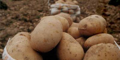 Sonbahar patates alanları için itiraz süresi uzatıldı