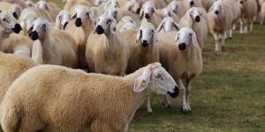 Küçükbaş hayvan üreticilerine “0” faizli kredi başvuruları sürüyor