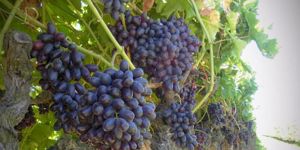 HER ŞEYİ KÜSTÜRDÜK…