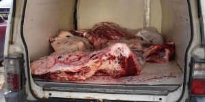 Yaklaşık 350 kilo mühürsüz et ele geçirildi...