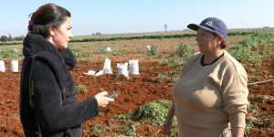 Ayşe Koro: Tarlada 2,5 TL, Pazar da 4,5 TLTarlada 2,5 TL, Pazar da 4,5 TL