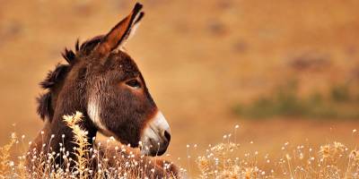 Taşkent Doğa Parkı duyurdu: Karpaz’daki hür eşekler için destek çağrısı