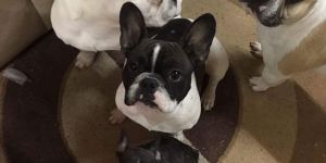 Karar çıktı, Mira köpeği sahibi kaçırdı!