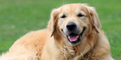 Çip takmak ve ruhsat çıkarmak zorunlu