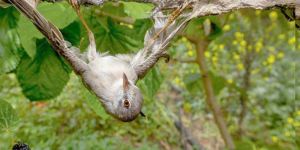 National Geographic’te pulyalar…