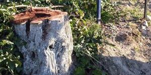 “Ağaçları kesip, odun satıyorlar” iddiası!