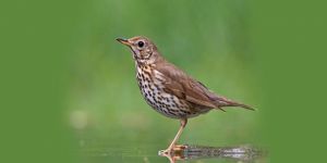 Avcılar ek süre istedi