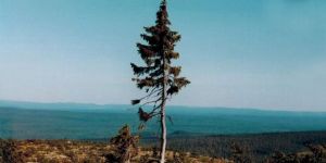 İşte dünyanın en yaşlı ağacı