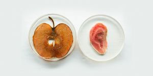 Elma diliminden kulak yapıldı