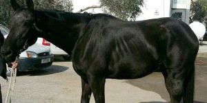 Kaçak yollardan getirildi...