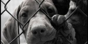 LTBden hayvan barınağı projesi