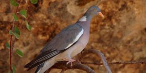 İnce Av erteleniyor