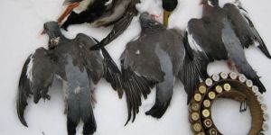 İnce Avın ertelenmesine avcılardan tepki