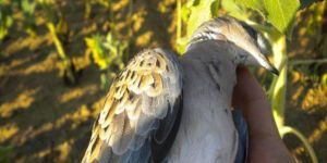 Akıl ve bilim yok, baskı ve tehdit çok