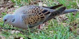 II. İnce Av günleri belirlendi