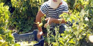 50 ton üzüm imha edildi