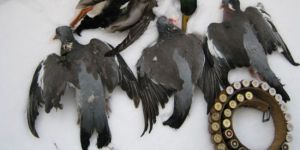 “İnce av hiç açılmamalıydı”