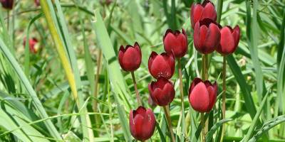 Avtepe Medoş Lalesi Festivali, 5 Nisan Cumartesi günü yapılacak