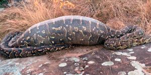 7 metrelik piton insan yuttu!