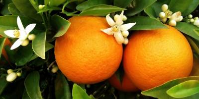 “Cypfruvex üreticiyi ne zaman ödeyecek?”