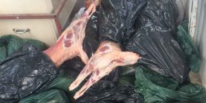 Akıncılar'da kaçak et operasyonu