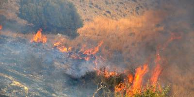 Yarım dönümlük orman yandı