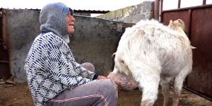 'Severek yapacan işi, otladacan, yedirecen, suvaracan'