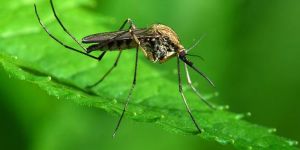 Batı Nil Virüsü can aldı