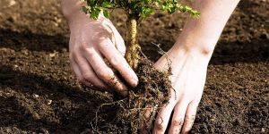 Geleceğin ormanları birlikte yaratılacak