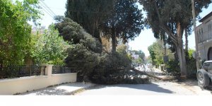 Lefkoşa'nın bazı noktalarında ağaçlar devrildi