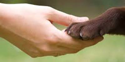 Adil bir yaşam ve Hayvan Refah Yasası