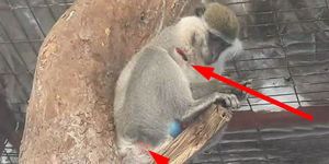 YAZIK BU HAYVANLARA!