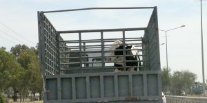 "Canlı hayvan fiyatına zam yaptık, kasaplar kaos yarattı"