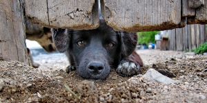 Gemikonağı’nda “Sokak Hayvanları İle Elele” etkinliği