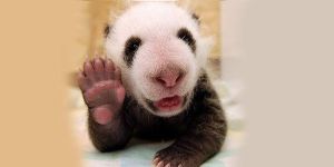  Yavru panda sevinç yarattı