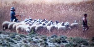 Kuzu kaçakçılığına suçüstü