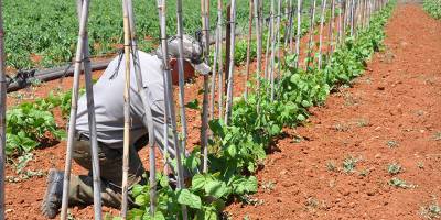Organik tarım yapan üreticilere ödeme yapıldı
