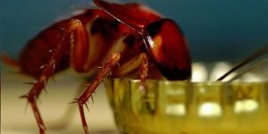 Çiftlikten 1 milyon hamamböceği kaçtı!