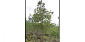 Orman Dairesi: "Çam kesenin kökü kazınacak"