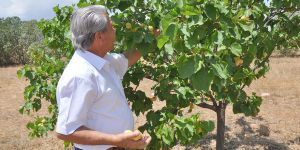 "Kurtlu börülceleri gönül rahatlığıyla alın"