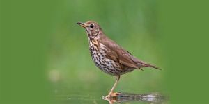 İnce Av pazar günü başlıyor