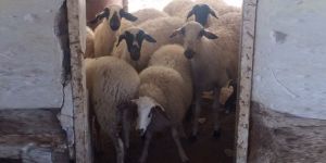 Akıncılar'da hayvan kaçakçılığı